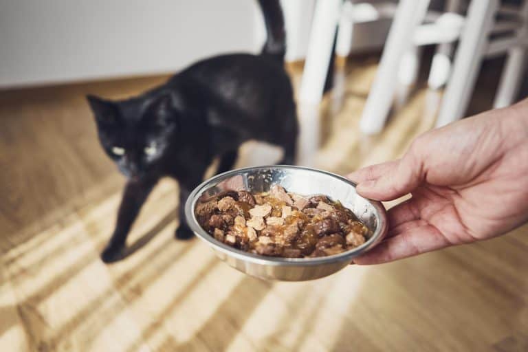 The Best Cat Food for Sensitive Stomachs