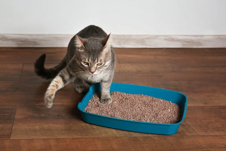 The 5 Best Dust Free Cat Litters
