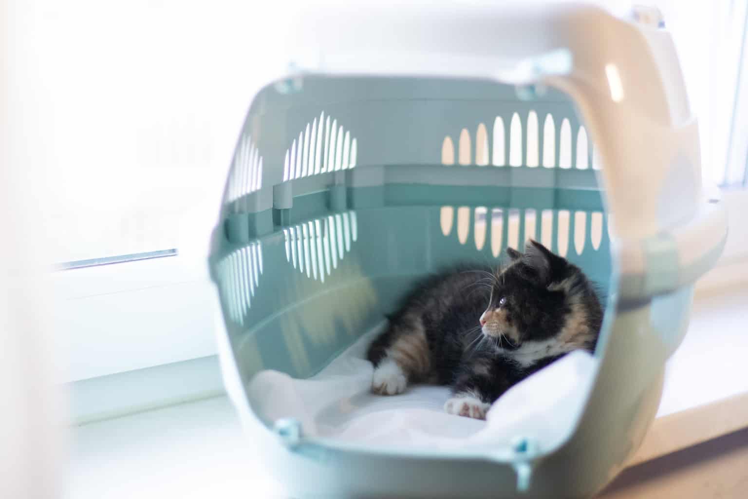 The Best Cat Carriers for Nervous Cats