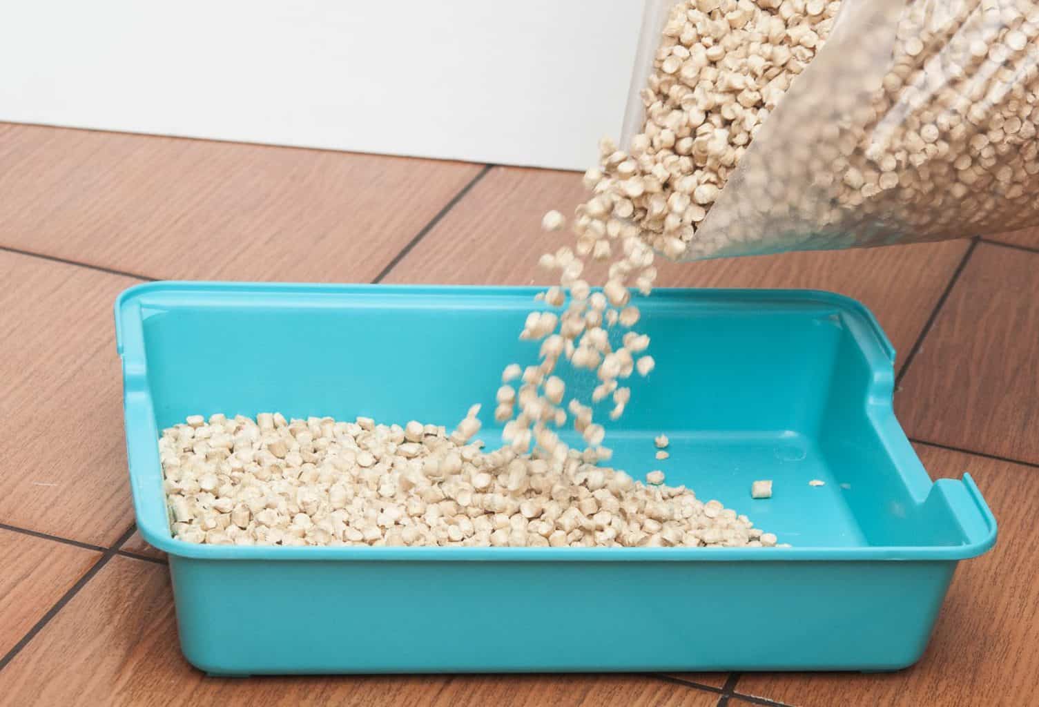 The 5 Best Dust Free Cat Litters