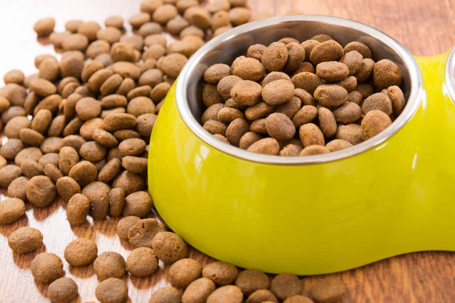 The Best Cat Food for Sensitive Stomachs