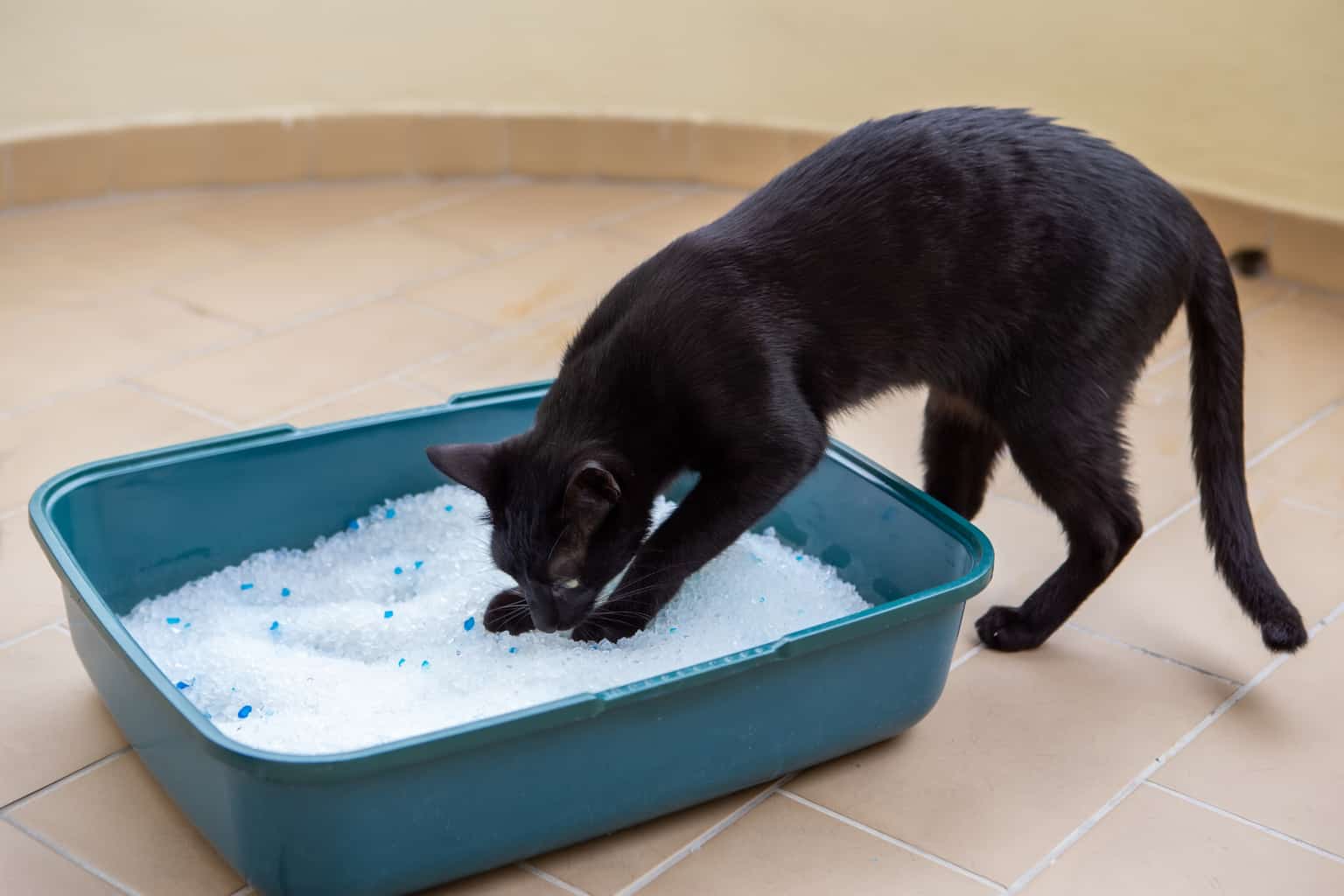 The Best Litter Boxes for Large Cats