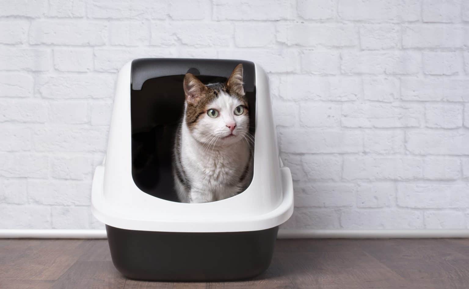 The Best Litter Boxes for Large Cats