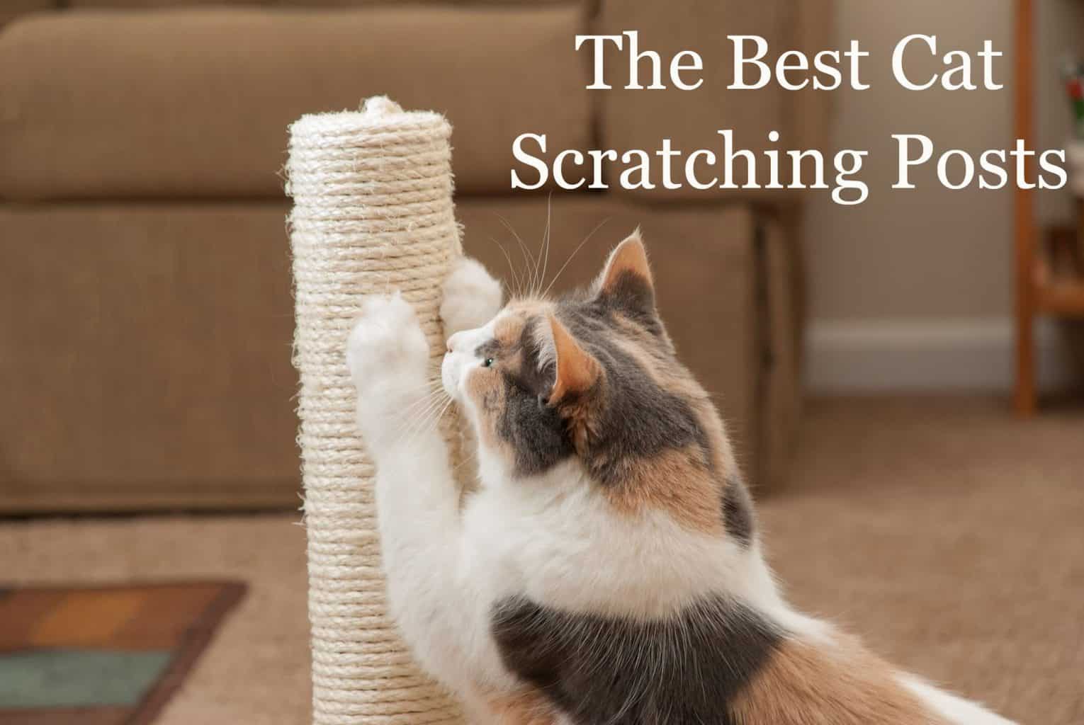 The Best Cat Scratching Posts A Buyer's Guide