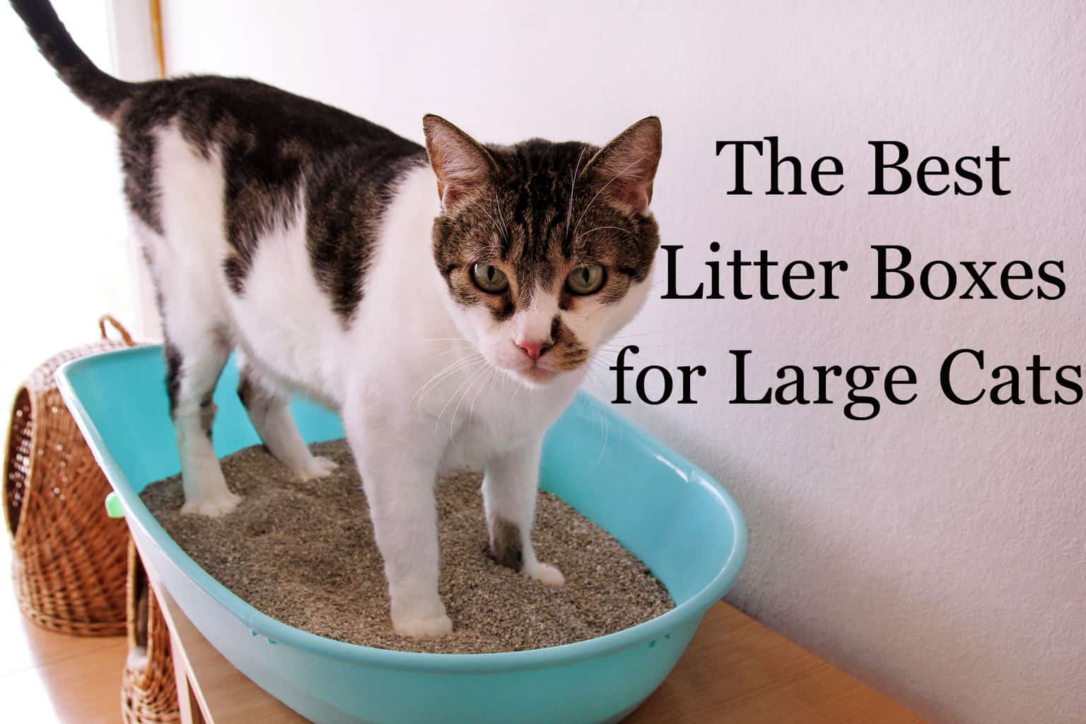 The Best Litter Boxes for Large Cats