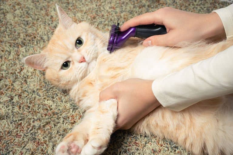 How to Groom Your Cat A Complete Guide