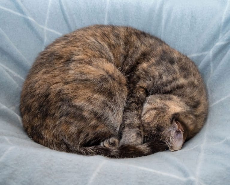 The Best Cat Beds for Different Types of Sleepers