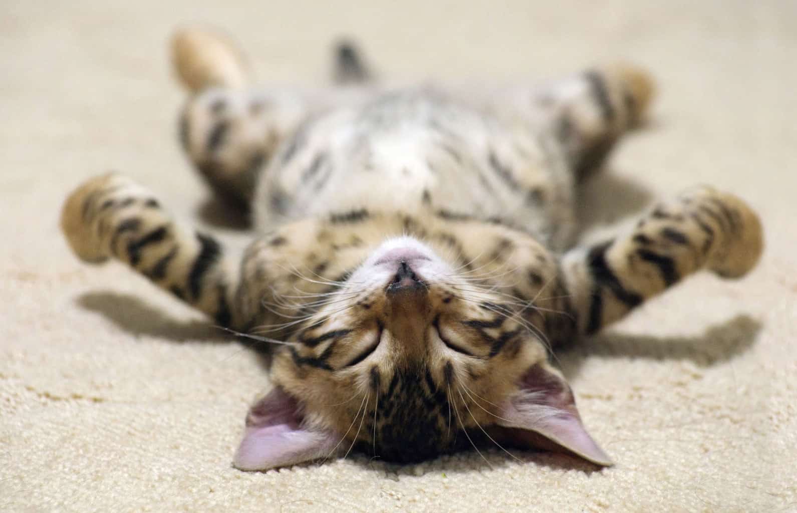 The Best Cat Beds for Different Types of Sleepers