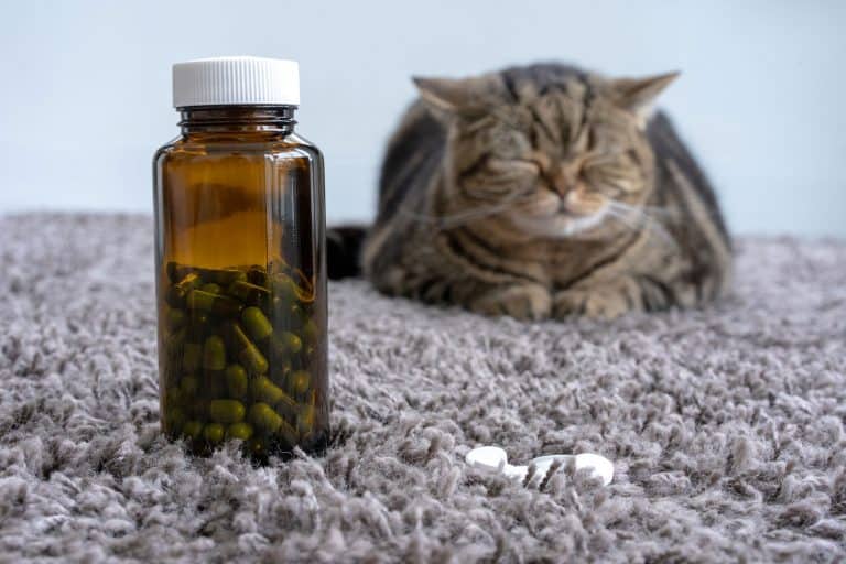 Cat Vitamins and Supplements Does Your Cat Really Need Them