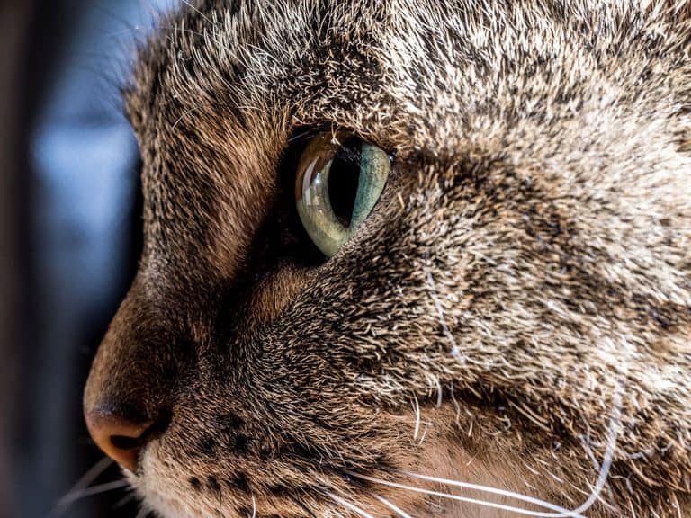 How to Groom Your Cat A Complete Guide