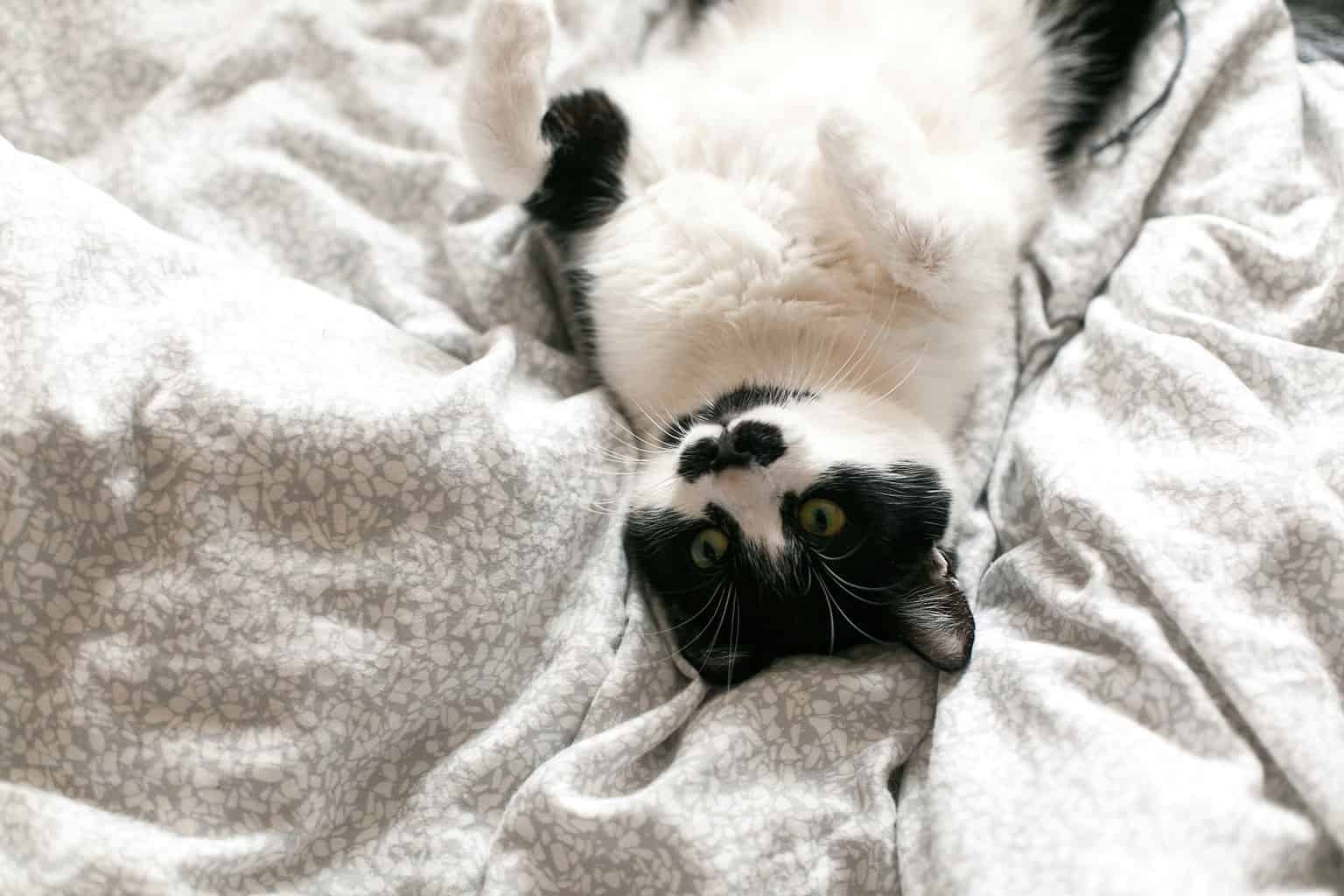 The Best Cat Beds for Different Types of Sleepers
