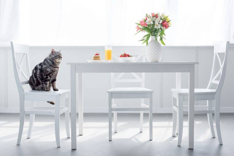Fresh Look at How Long Do Cats Live Can You Make Them Live