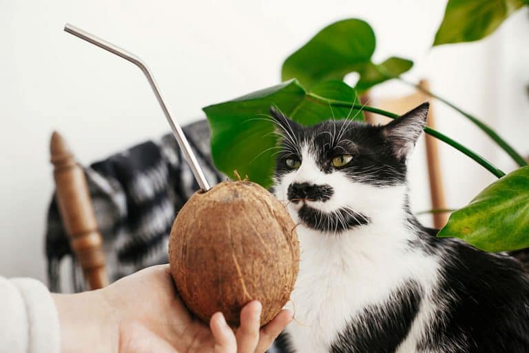 Can Cats Eat Coconut? What About Coconut Milk or Water?
