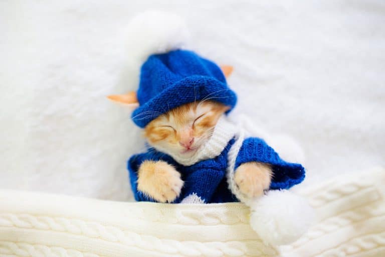How Cold is Too Cold For Cats? What About Outdoor Cats?
