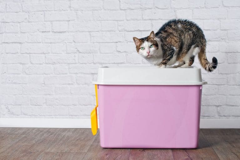 Ask a Vet Why Can't My Cat Stop Digging in Their Litter Box?