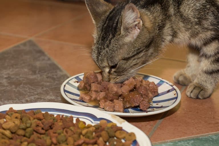 Ask a Vet The Best Cat Food for Older Cats With Bad Teeth