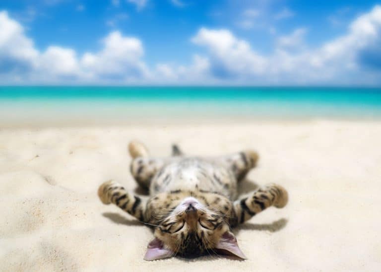How Hot Is Too Hot For Cats? A Guide for Indoor and Outdoor Cats