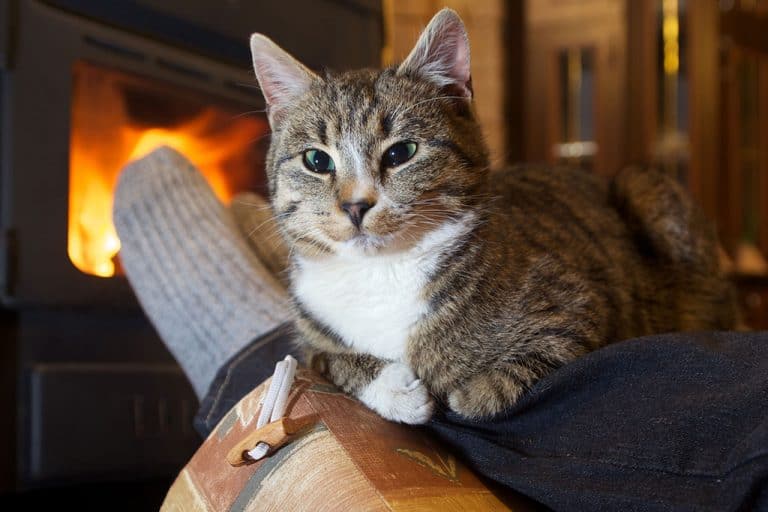 How Hot Is Too Hot For Cats? A Guide for Indoor and Outdoor Cats