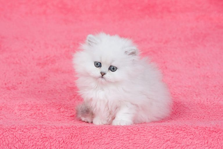 All About Persian Cats Facts & Important Information to Know