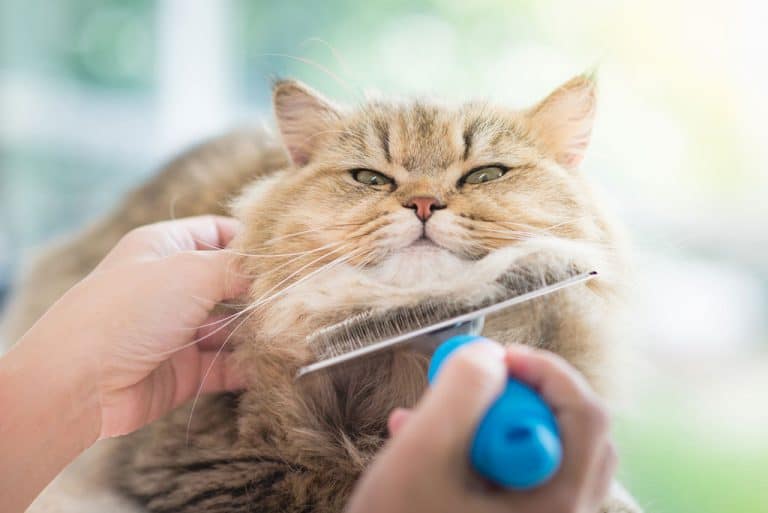 All About Persian Cats Facts & Important Information to Know