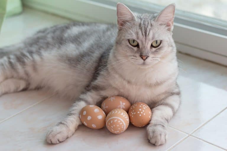 Can Cats Eat Eggs? Advice from a Veterinarian
